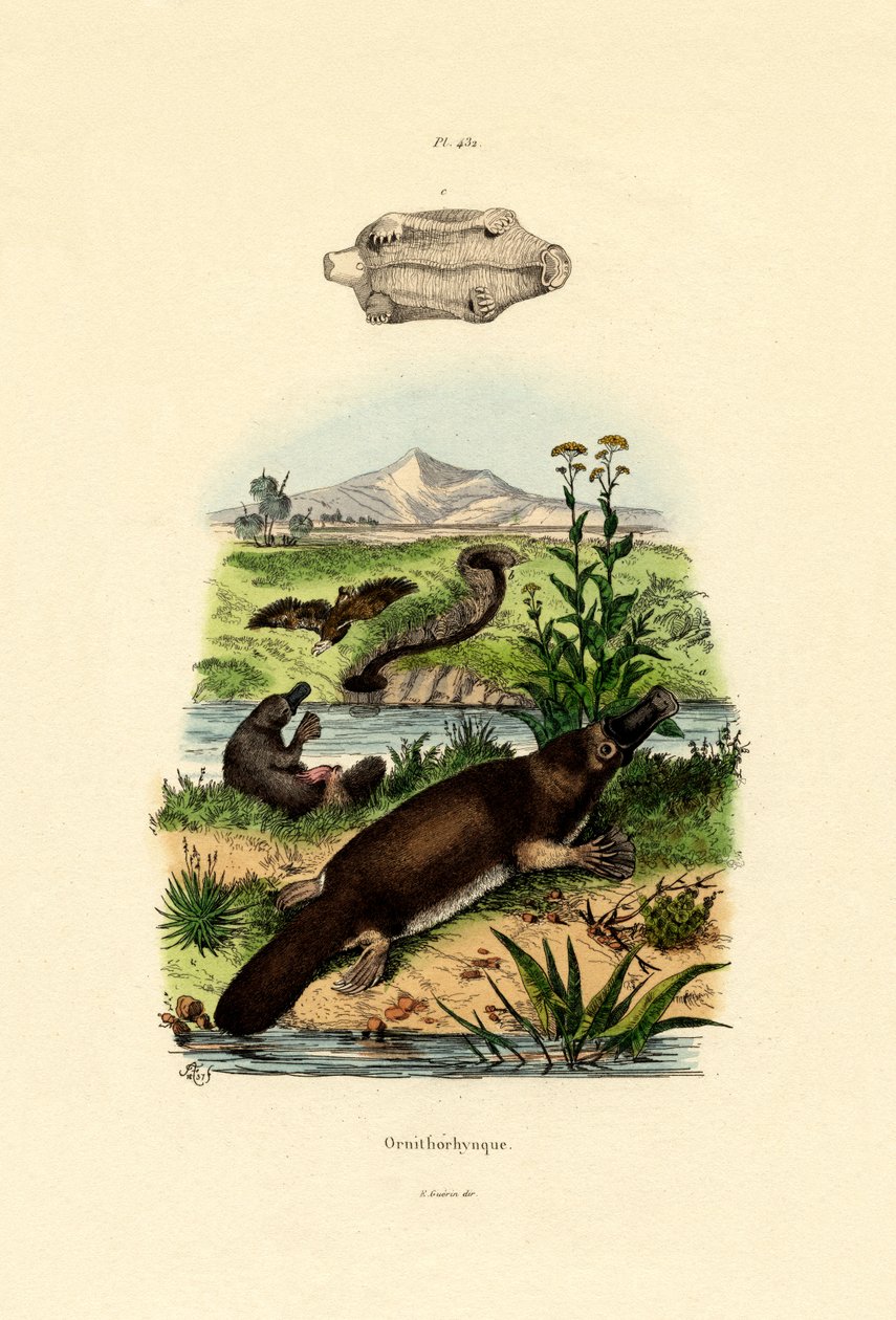 Duck-Billed Platypus, 1833-39 tekijältä French School