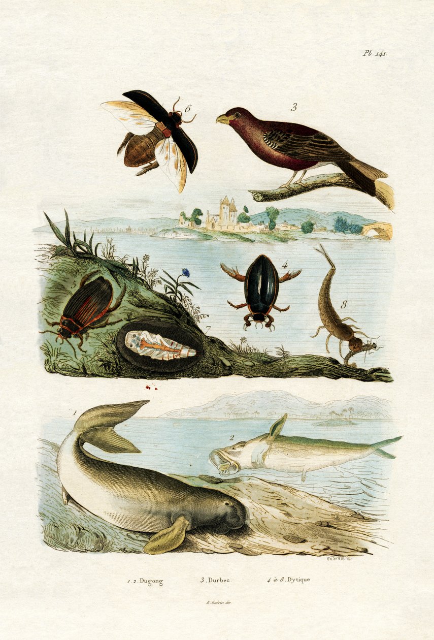 Dugong, 1833-39 tekijältä French School