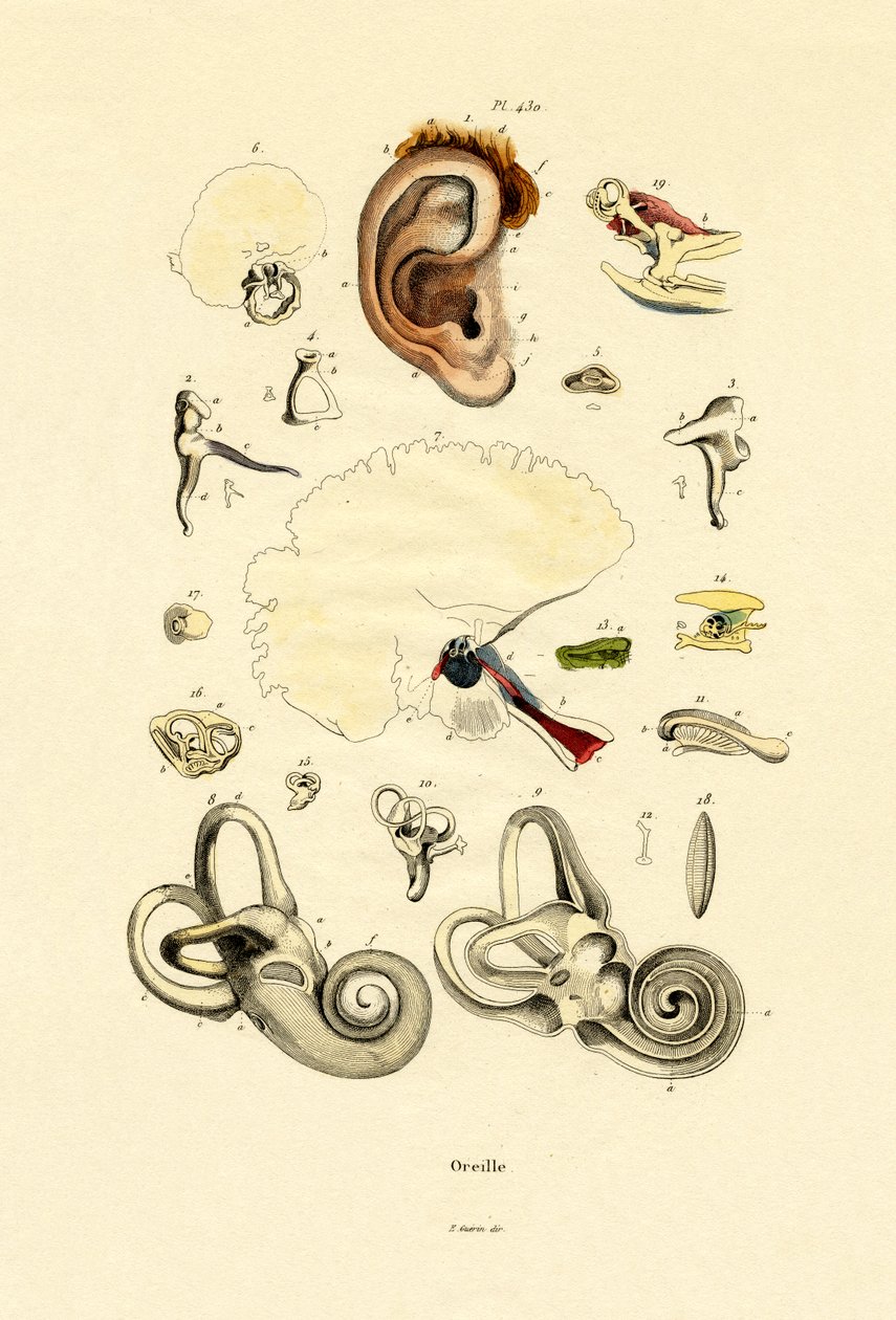 Korva, 1833-39 tekijältä French School