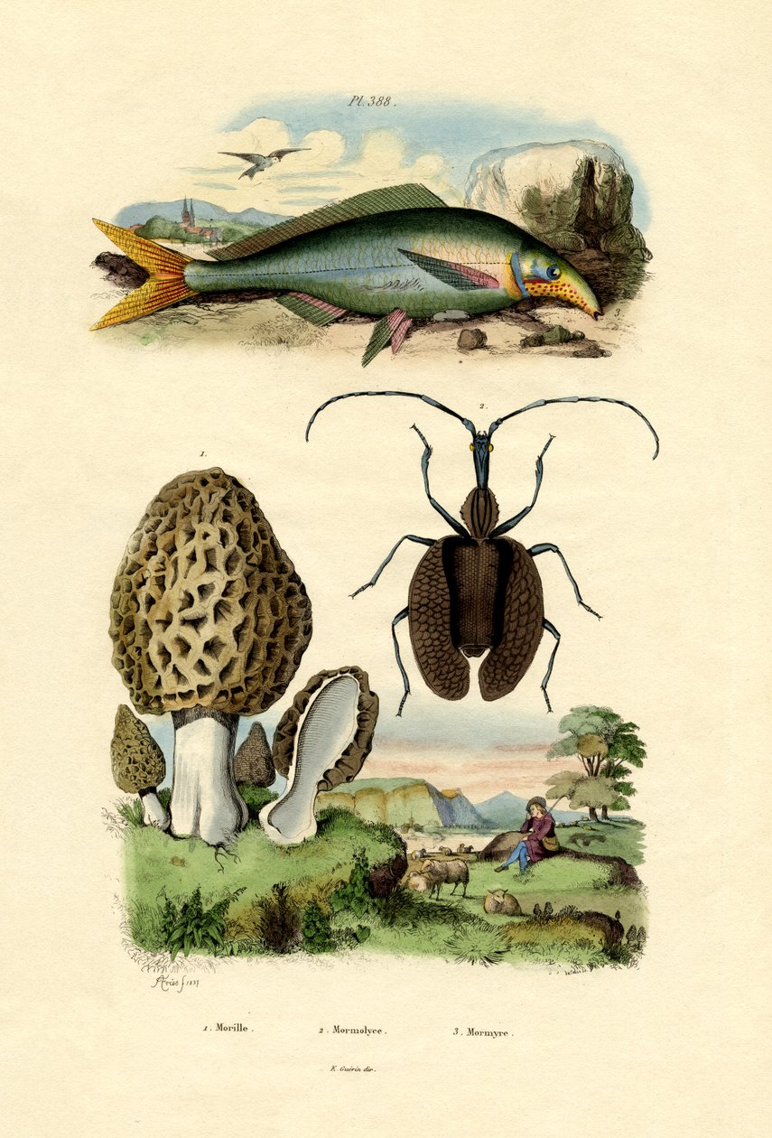 Syötävä Morel, 1833-39 tekijältä French School