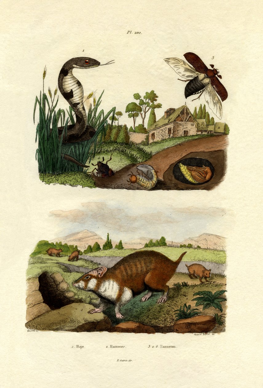 Egyptin kobra, 1833-39 tekijältä French School