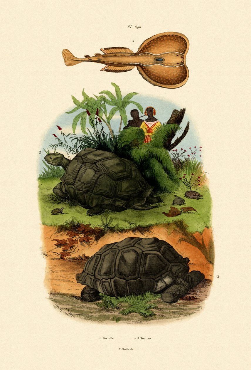 Electric Ray, 1833-39 tekijältä French School