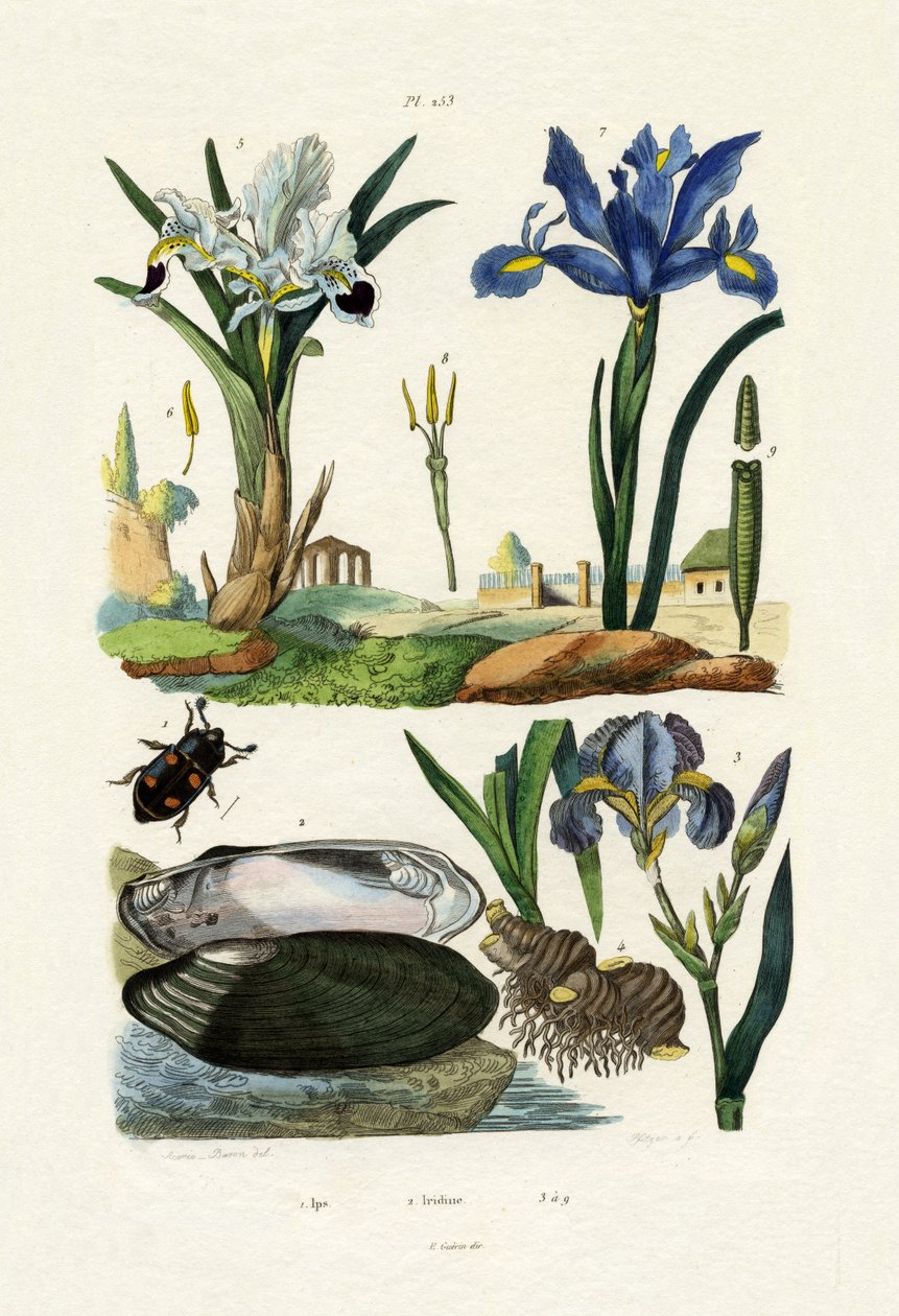Kaivertaja Beetle, 1833-39 tekijältä French School