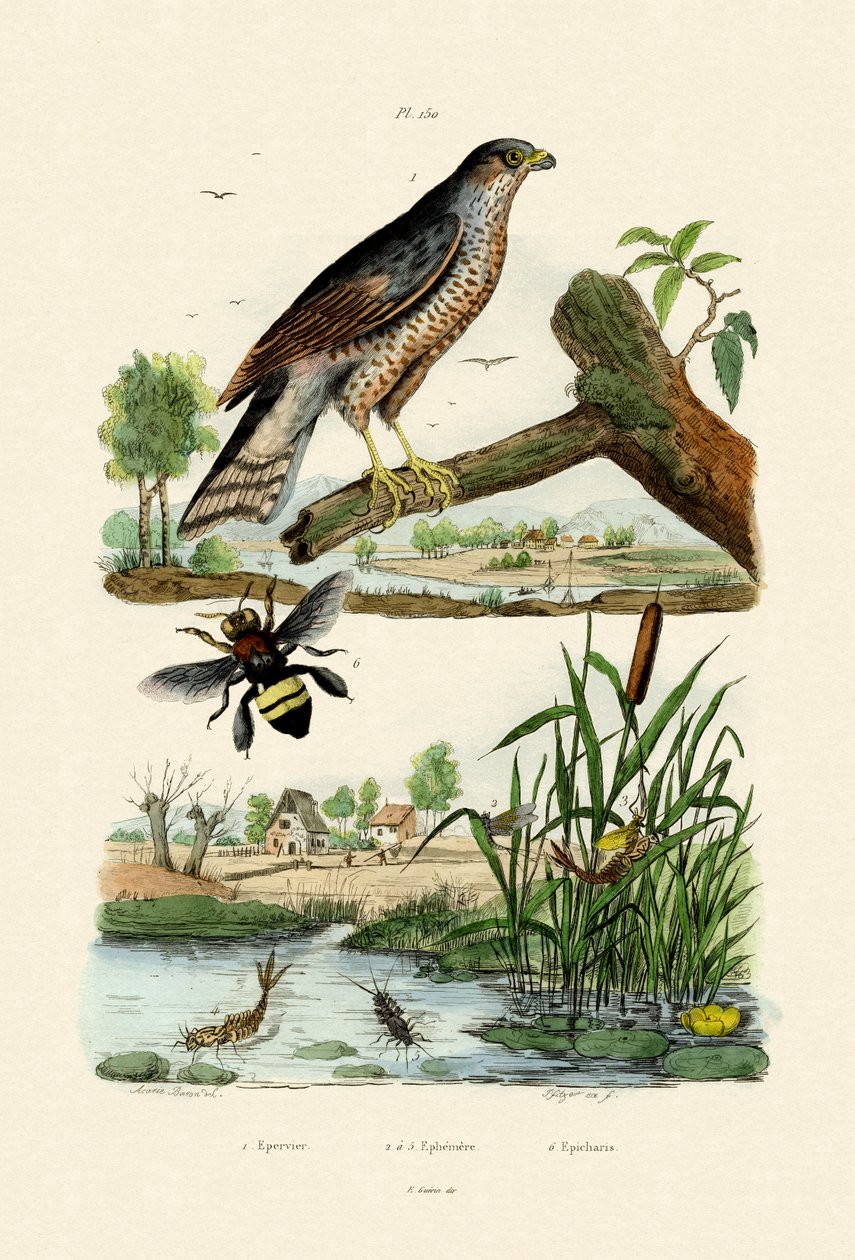 Euraasian varpushaukka, 1833-39 tekijältä French School