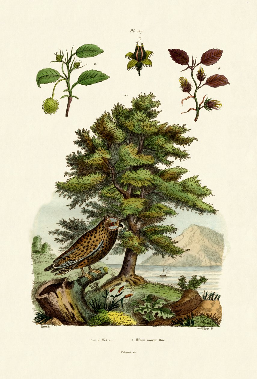 Eurooppalainen pyökki, 1833-39 tekijältä French School
