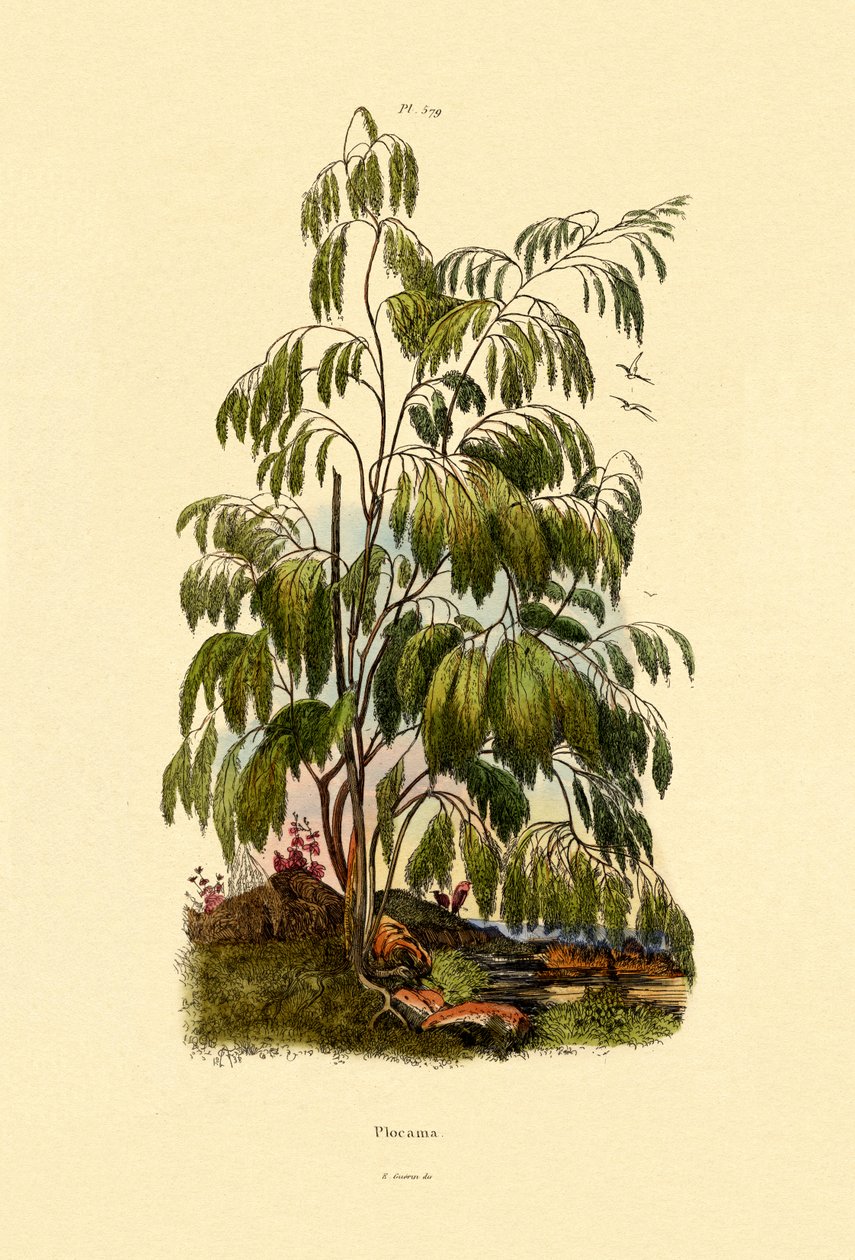 Evergreen Bush, 1833-39 tekijältä French School