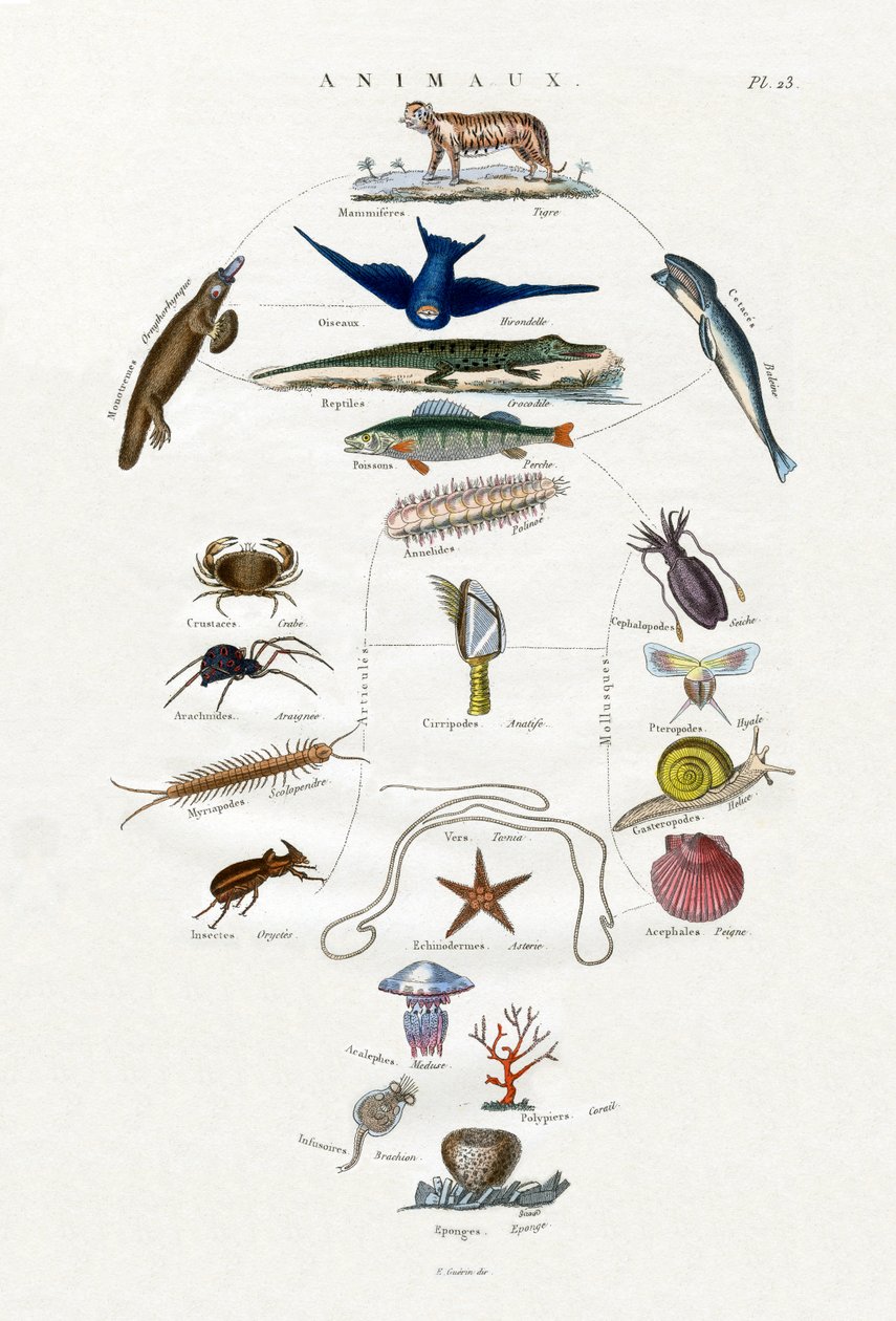 Evoluutio, 1833-39 tekijältä French School