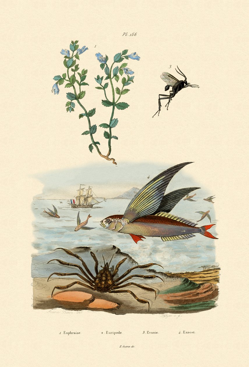 Eyebright, 1833-39 tekijältä French School