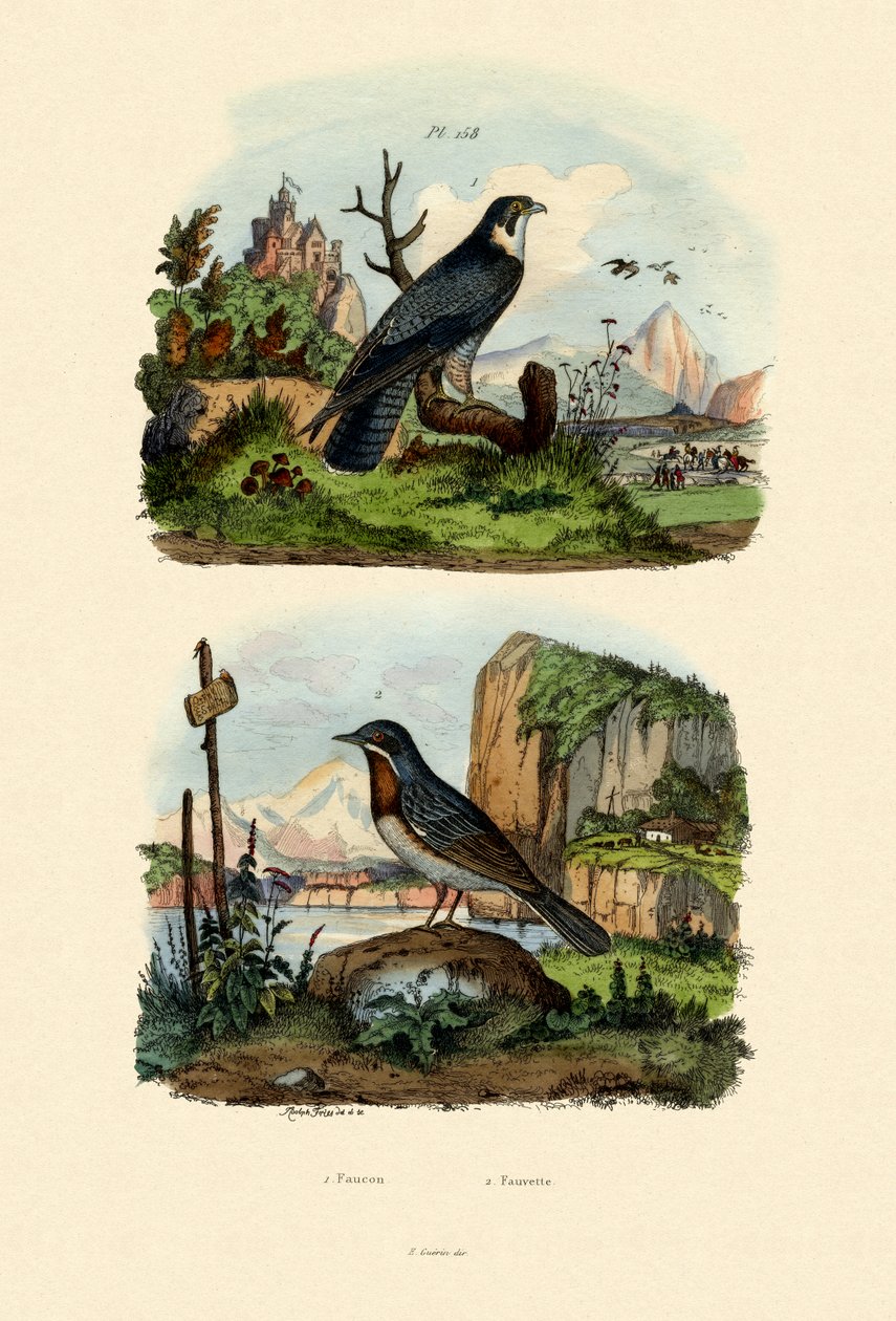 Falcon, 1833-39 tekijältä French School