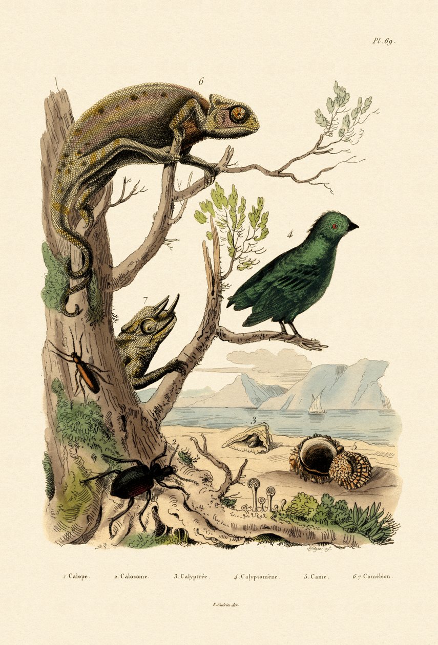 Väärä rakkulakuoriainen, 1833-39 tekijältä French School