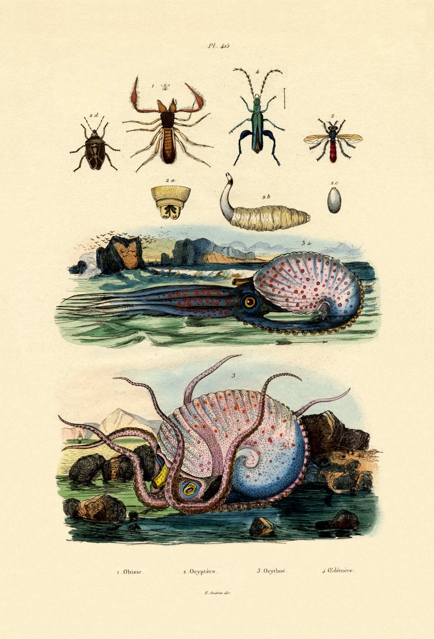 Väärä Scorpion, 1833-39 tekijältä French School