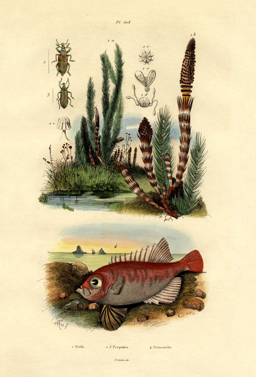 Kenttäkorte, 1833-39 tekijältä French School