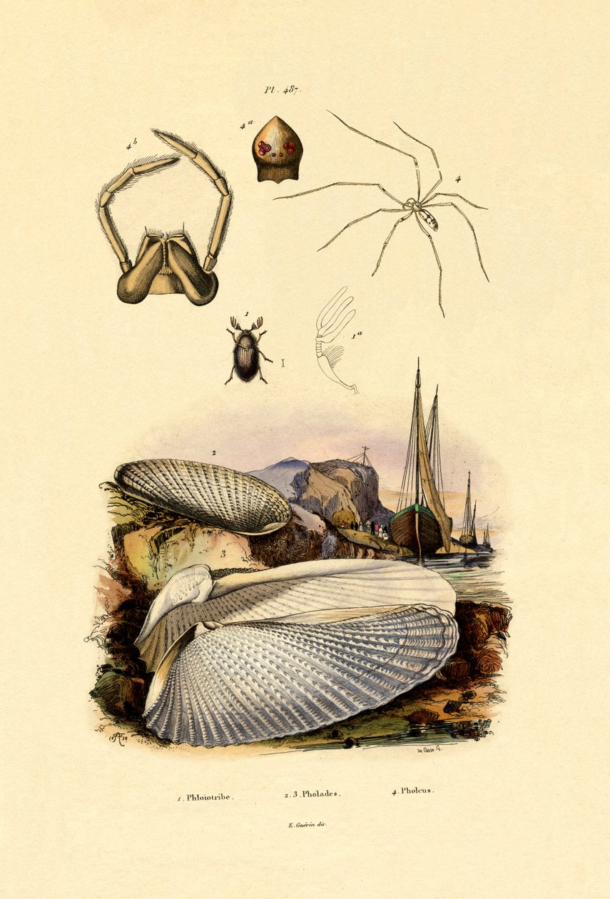 Finger Shell, 1833-39 tekijältä French School