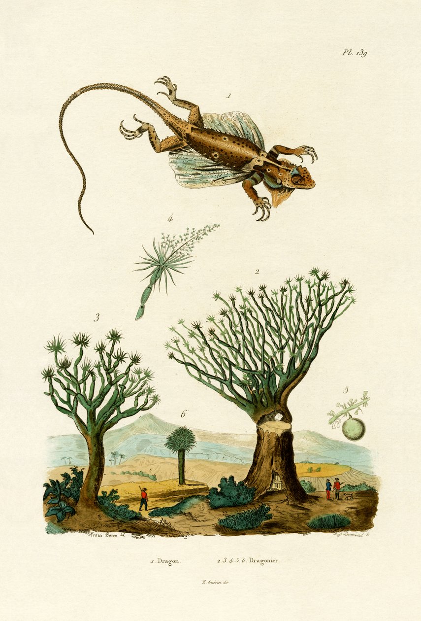 Lentävä lohikäärme, 1833-39 tekijältä French School