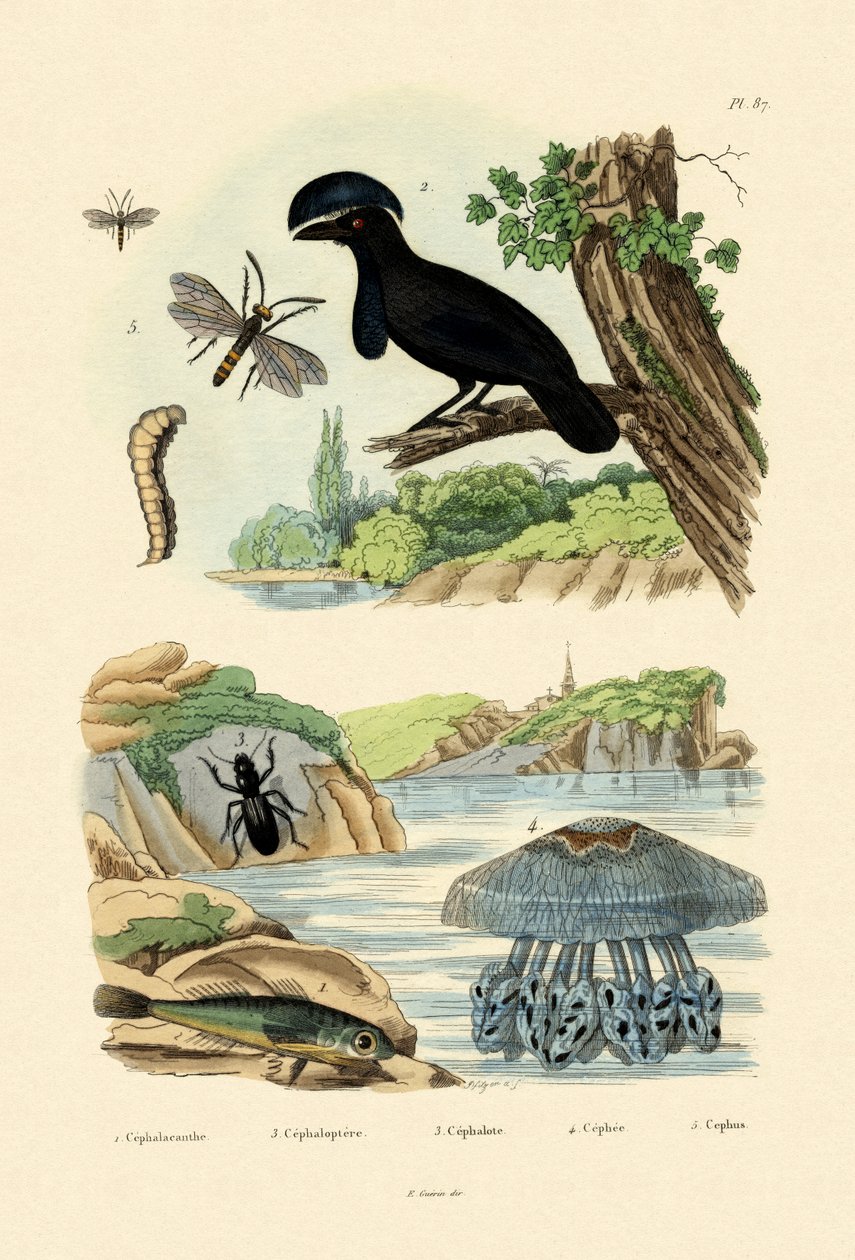 Lentävä Gurnard, 1833-39 tekijältä French School