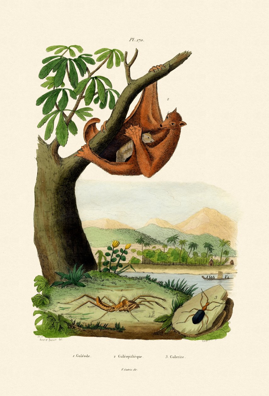 Lentävä Lemur, 1833-39 tekijältä French School