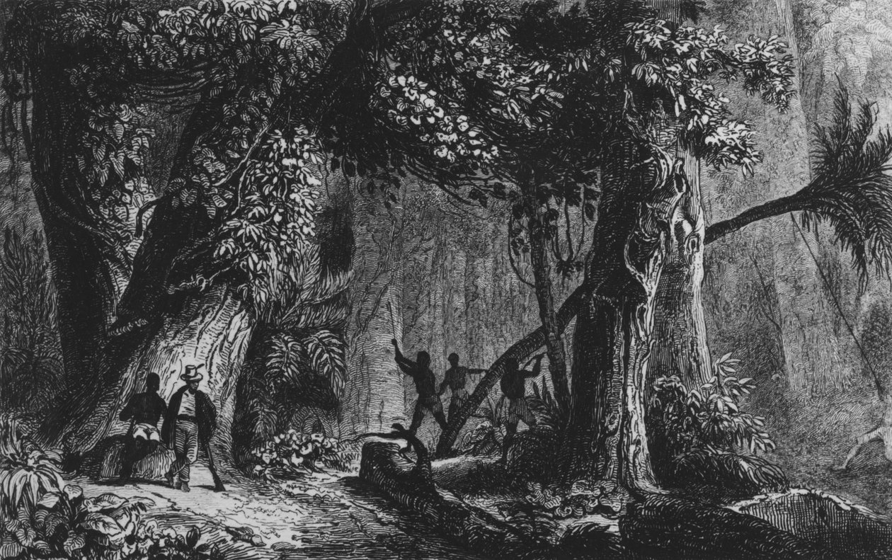 Metsän avaus "Bresil, Colombie at Guyanese", Ferdinand Denis ja Cesar Famin 1839 tekijältä French School