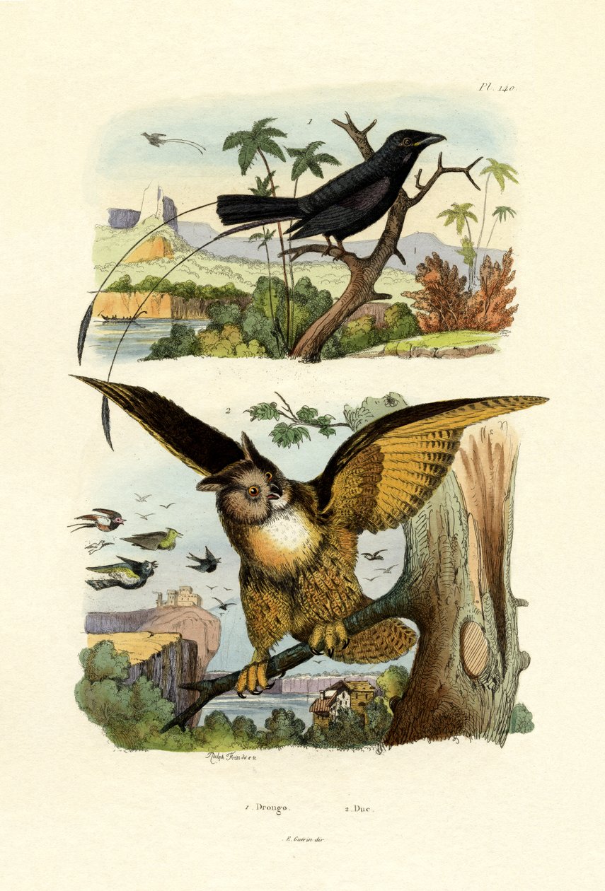 Haarukkapyrstö Drongo, 1833-39 tekijältä French School