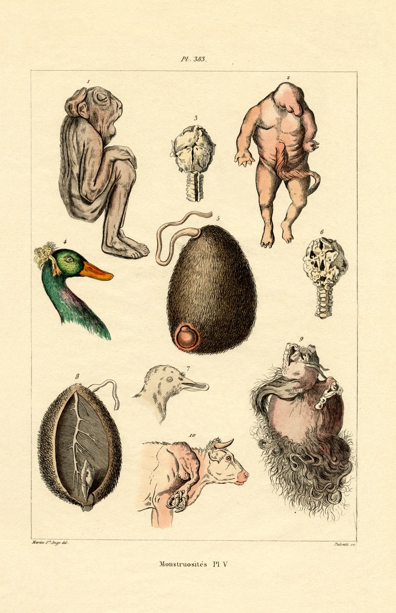 Freak, 1833-39 tekijältä French School