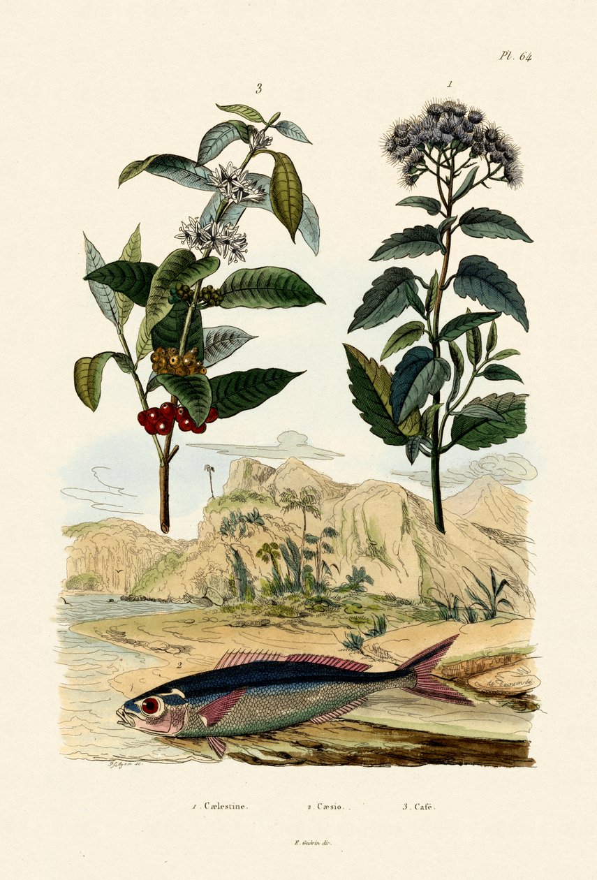 Fusilier, 1833-39 tekijältä French School