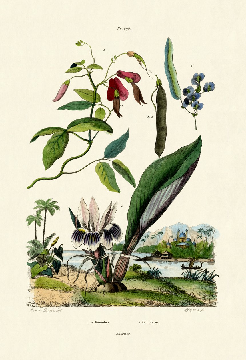 Galangal, 1833-39 tekijältä French School