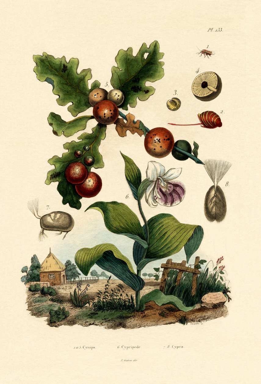 Sappiampiainen, 1833-39 tekijältä French School