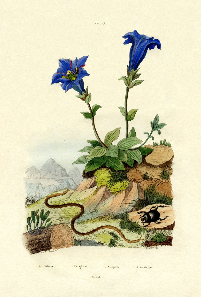 Gentian, 1833-39 tekijältä French School