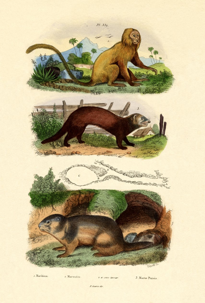 Geoffroys Tamarin, 1833-39 tekijältä French School