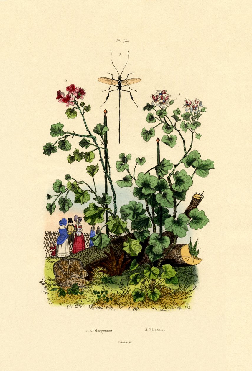Geranium, 1833-39 tekijältä French School