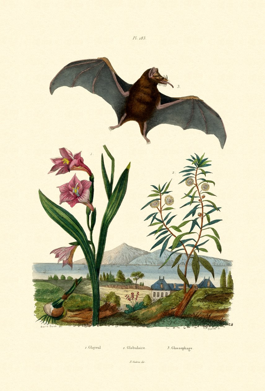 Gladioli, 1833-39 tekijältä French School