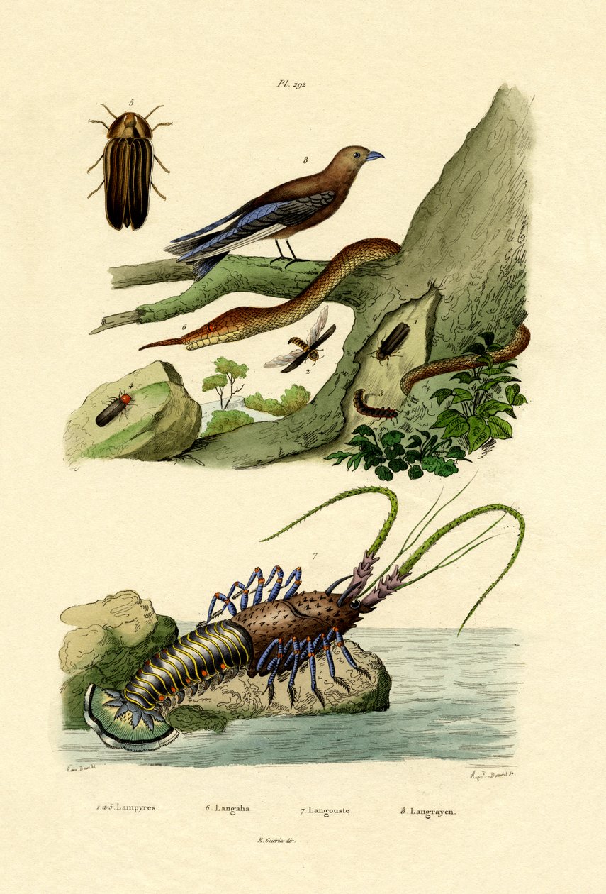 Glimworm, 1833-39 tekijältä French School