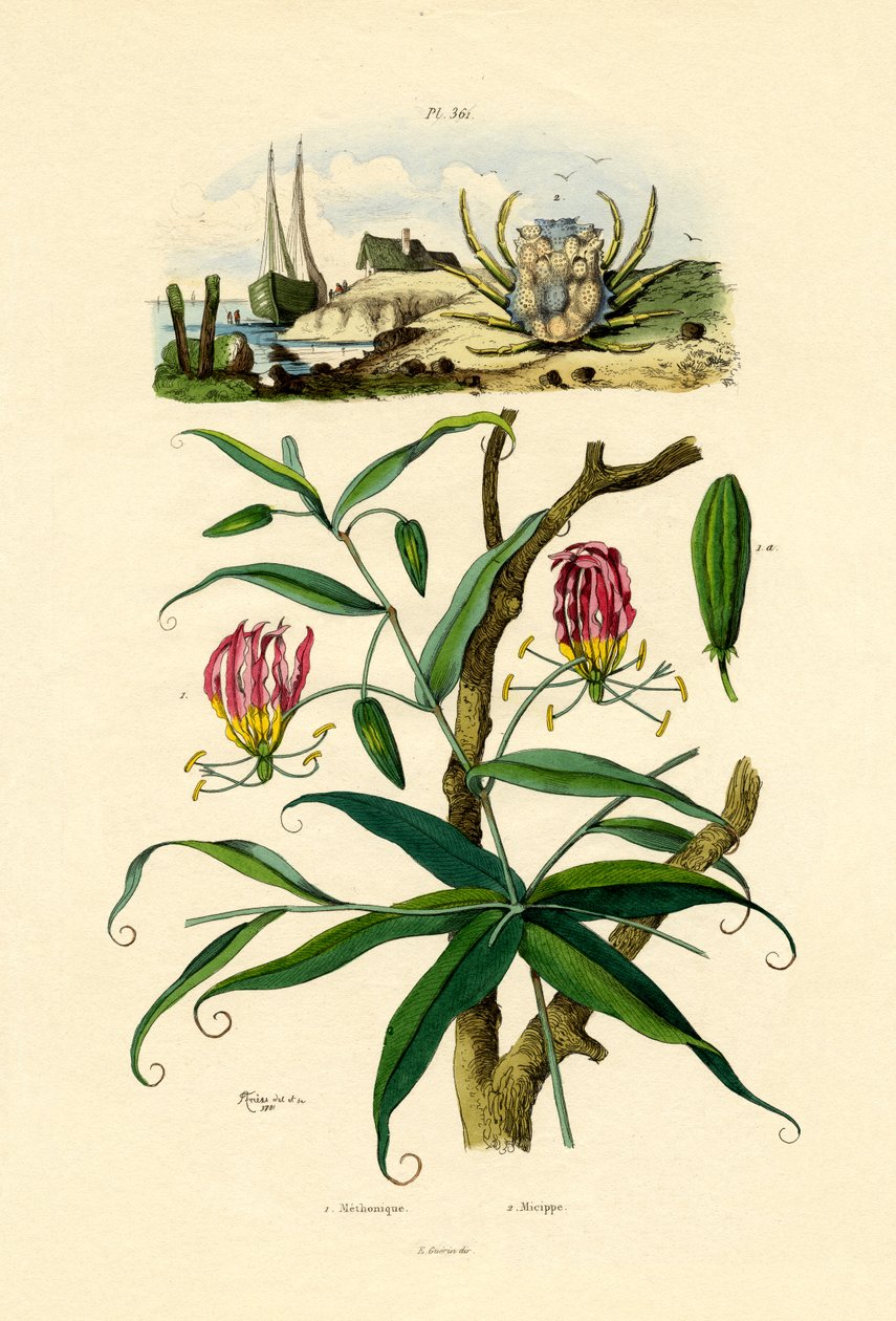 Gloriosa Lily, 1833-39 tekijältä French School