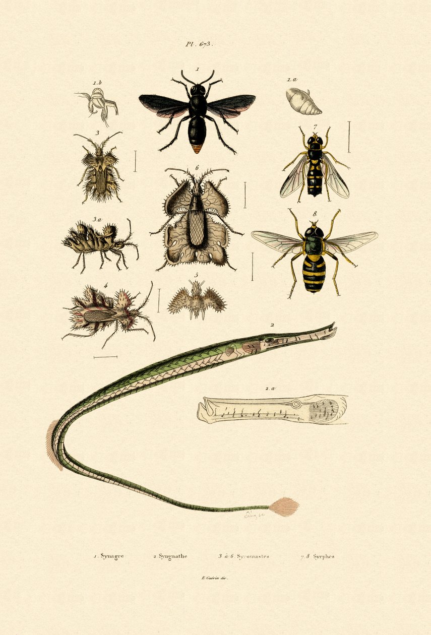 Suuri Pipefish, 1833-39 tekijältä French School