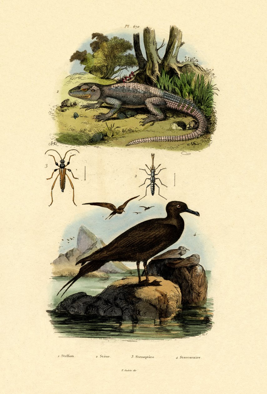 Suuri Skua, 1833-39 tekijältä French School