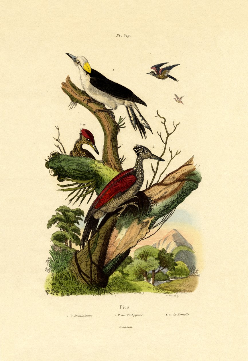 Greater Flameback, 1833-39 tekijältä French School