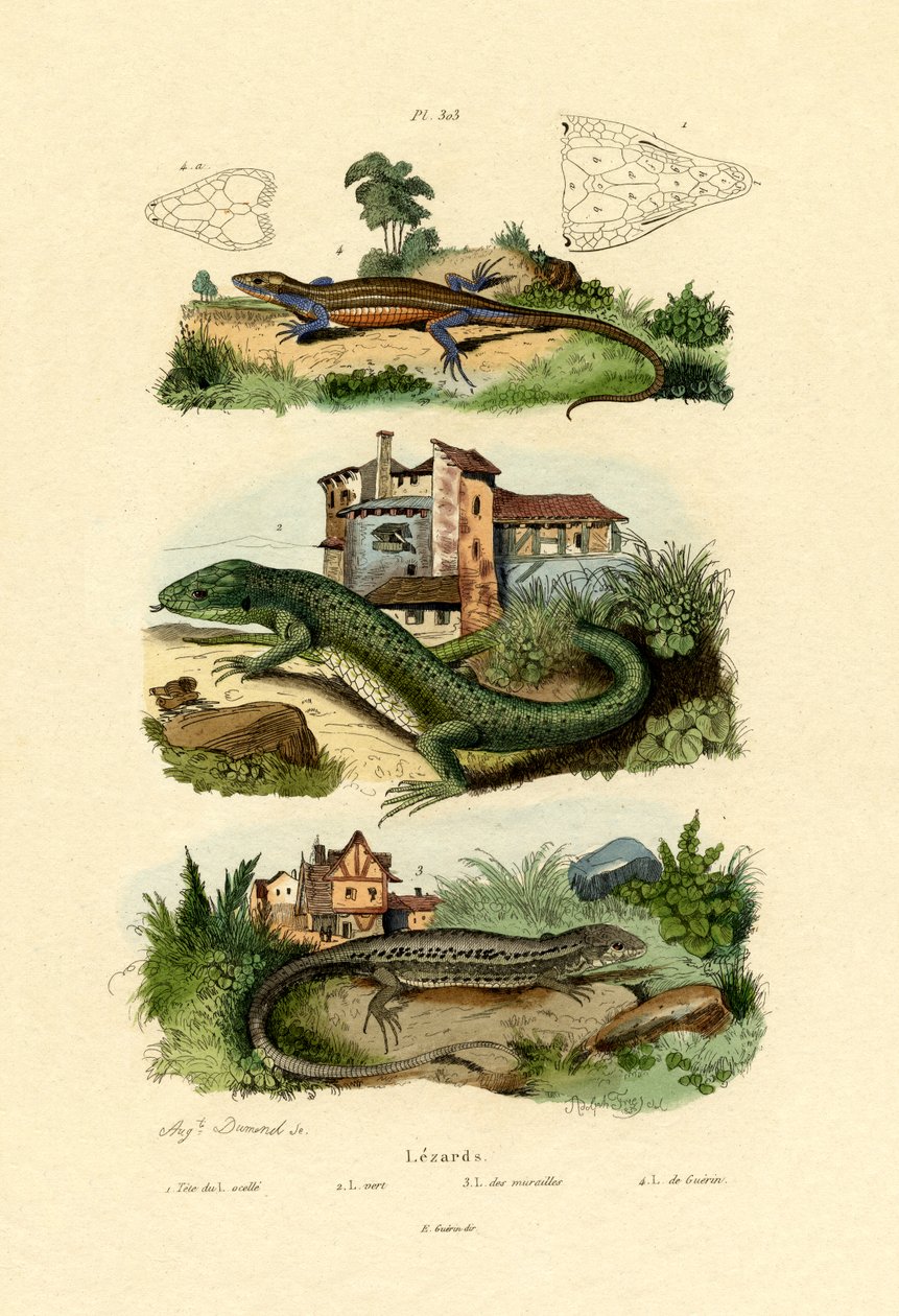 Vihreä lisko, 1833-39 tekijältä French School