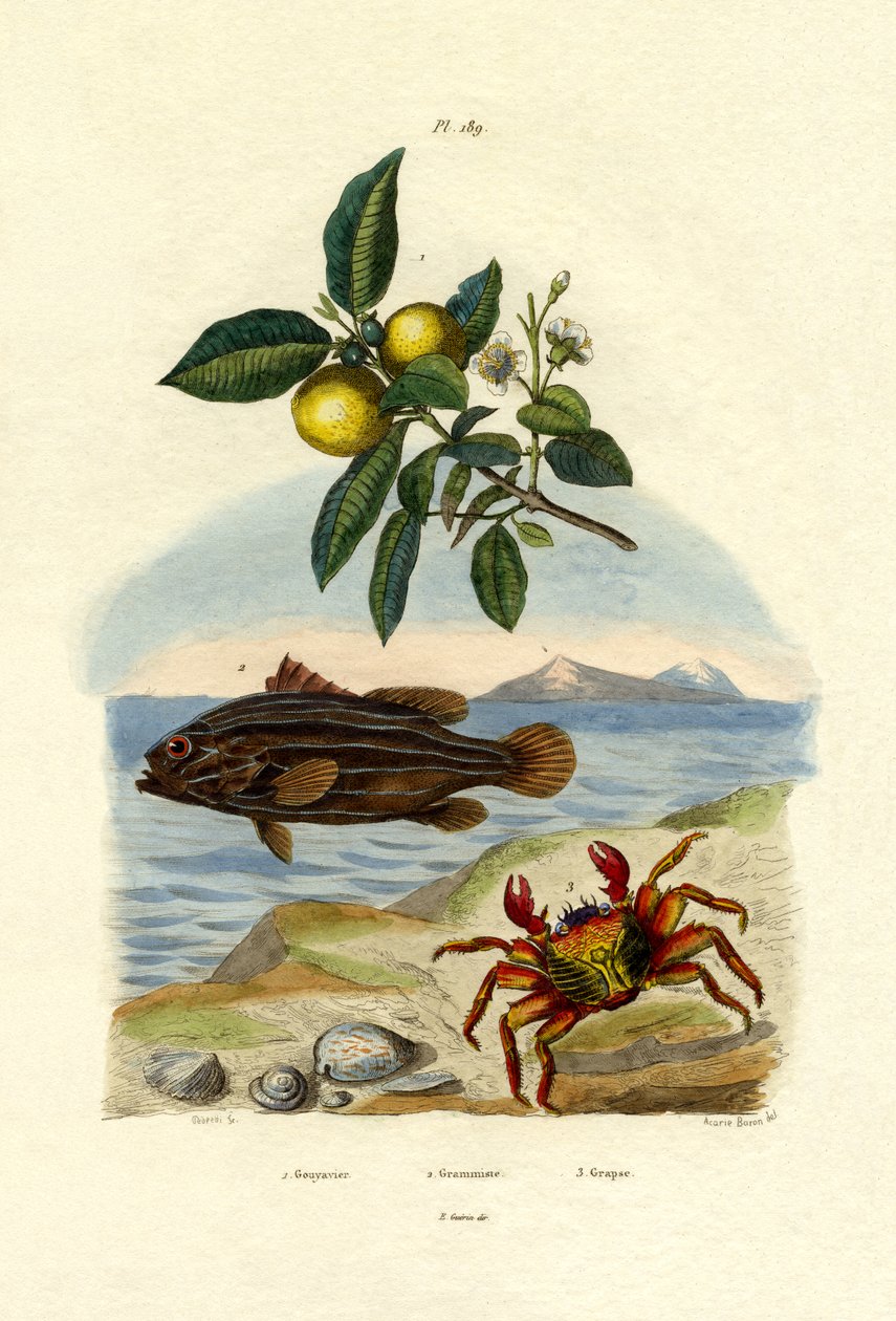 Guava, 1833-39 tekijältä French School