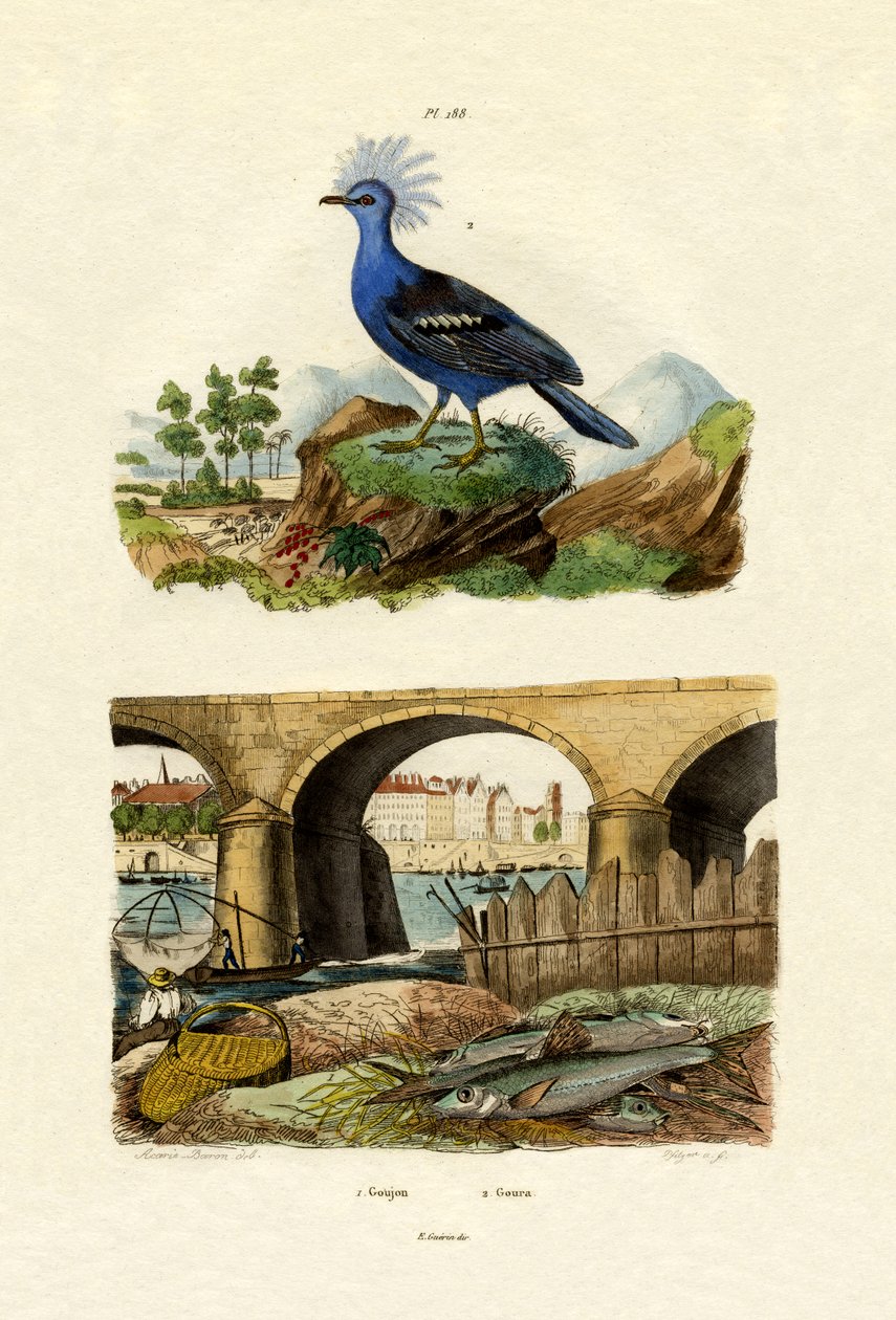 Gudgeon, 1833-39 tekijältä French School