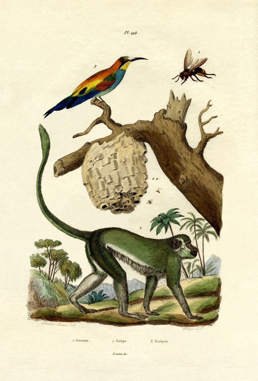 Guenon, 1833-39 tekijältä French School
