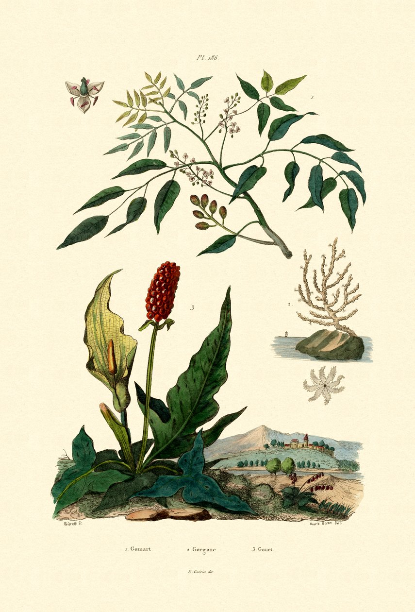 Gumbo Limbo, 1833-39 tekijältä French School