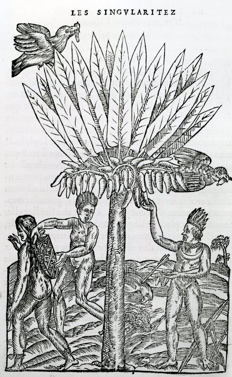 Sato, kuvitus Singularities of France Antarktiquesta, Andre de Thevet, 1558 tekijältä French School