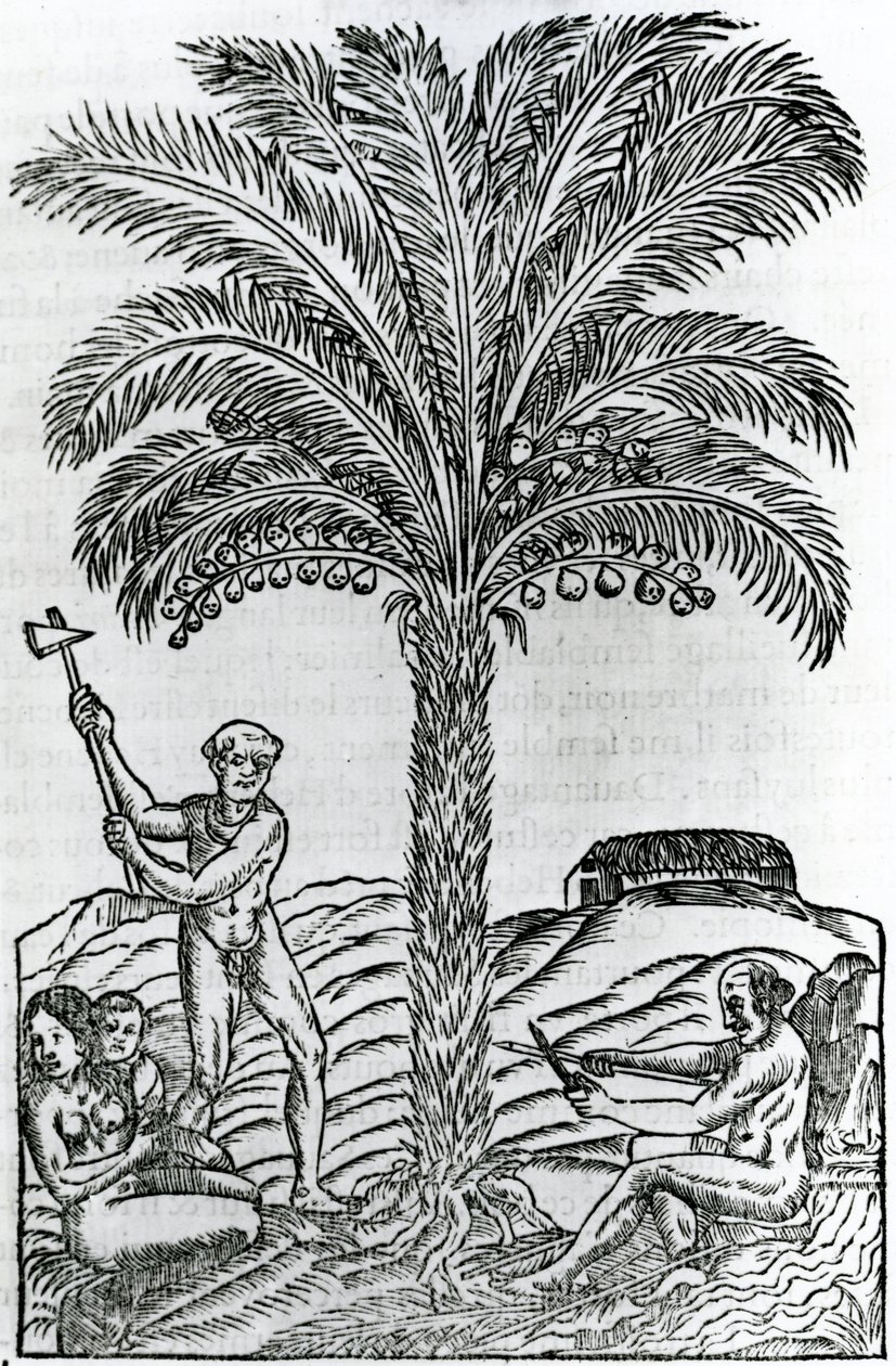 Sato, kuvitus Singularities of France Antarktiquesta, Andre de Thevet, 1558 tekijältä French School