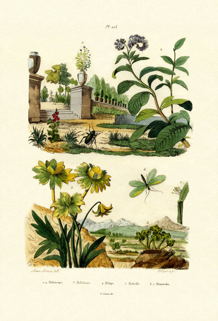 Heliotrooppi, 1833-39 tekijältä French School
