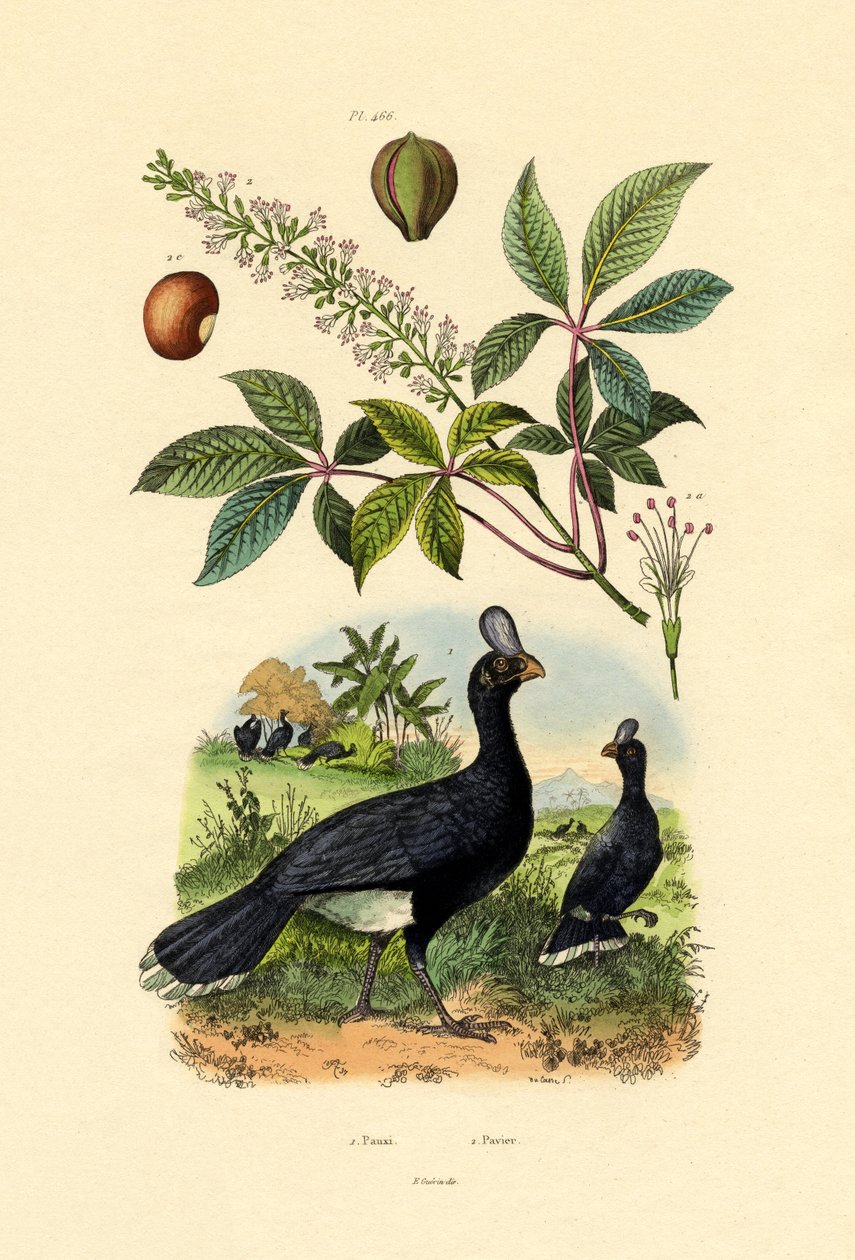 Kypärällinen Curassow, 1833-39 tekijältä French School