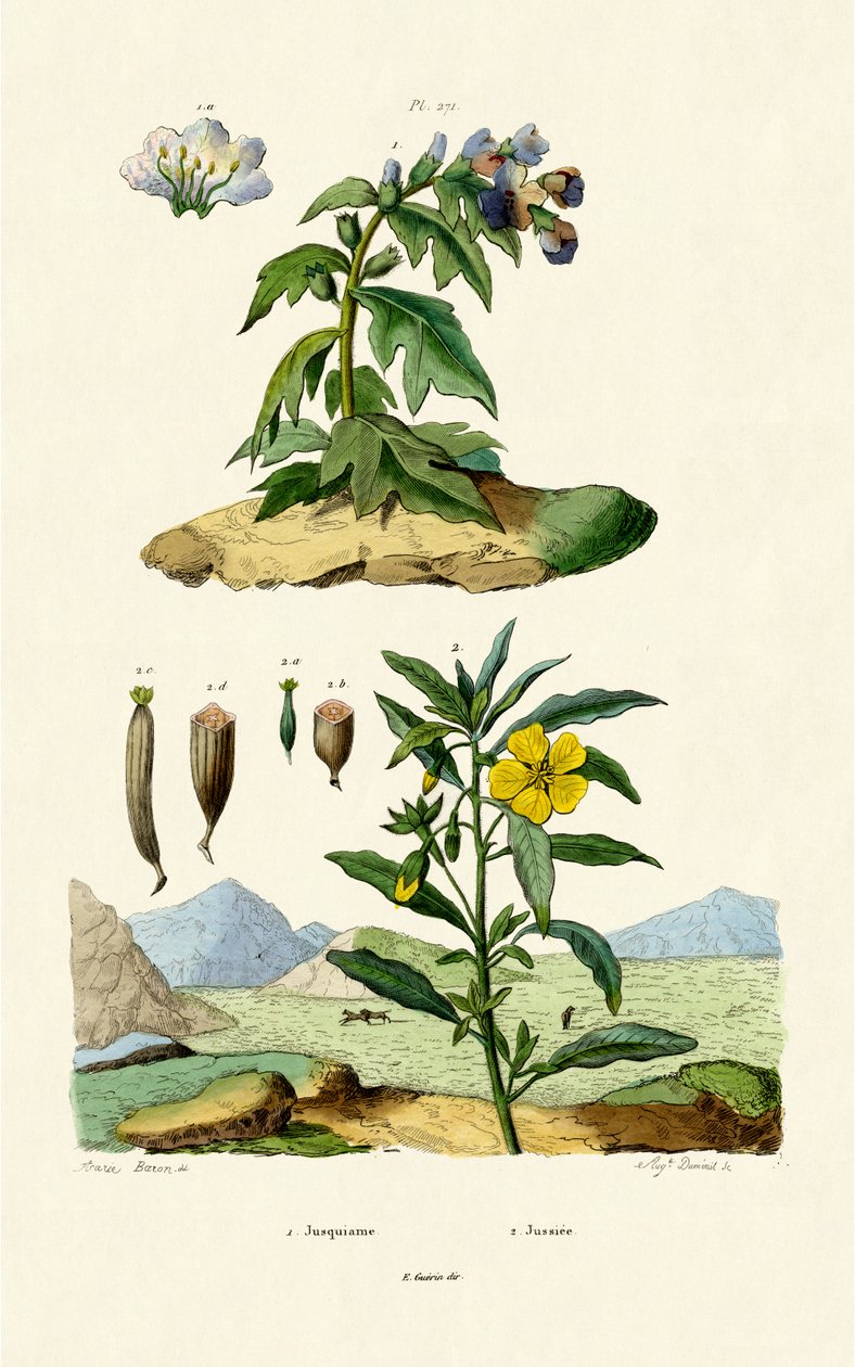 Henbane, 1833-39 tekijältä French School