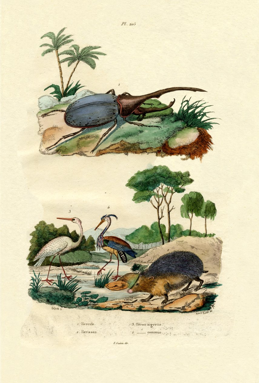 Hercules Beetle, 1833-39 tekijältä French School