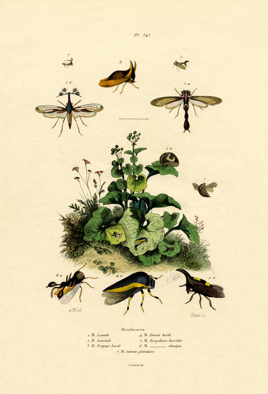 Homoptera, 1833-39 tekijältä French School