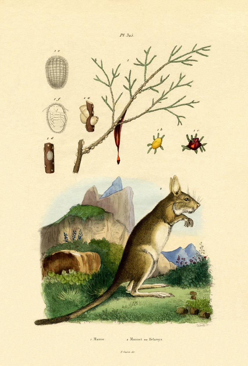 Honeydew, 1833-39 tekijältä French School