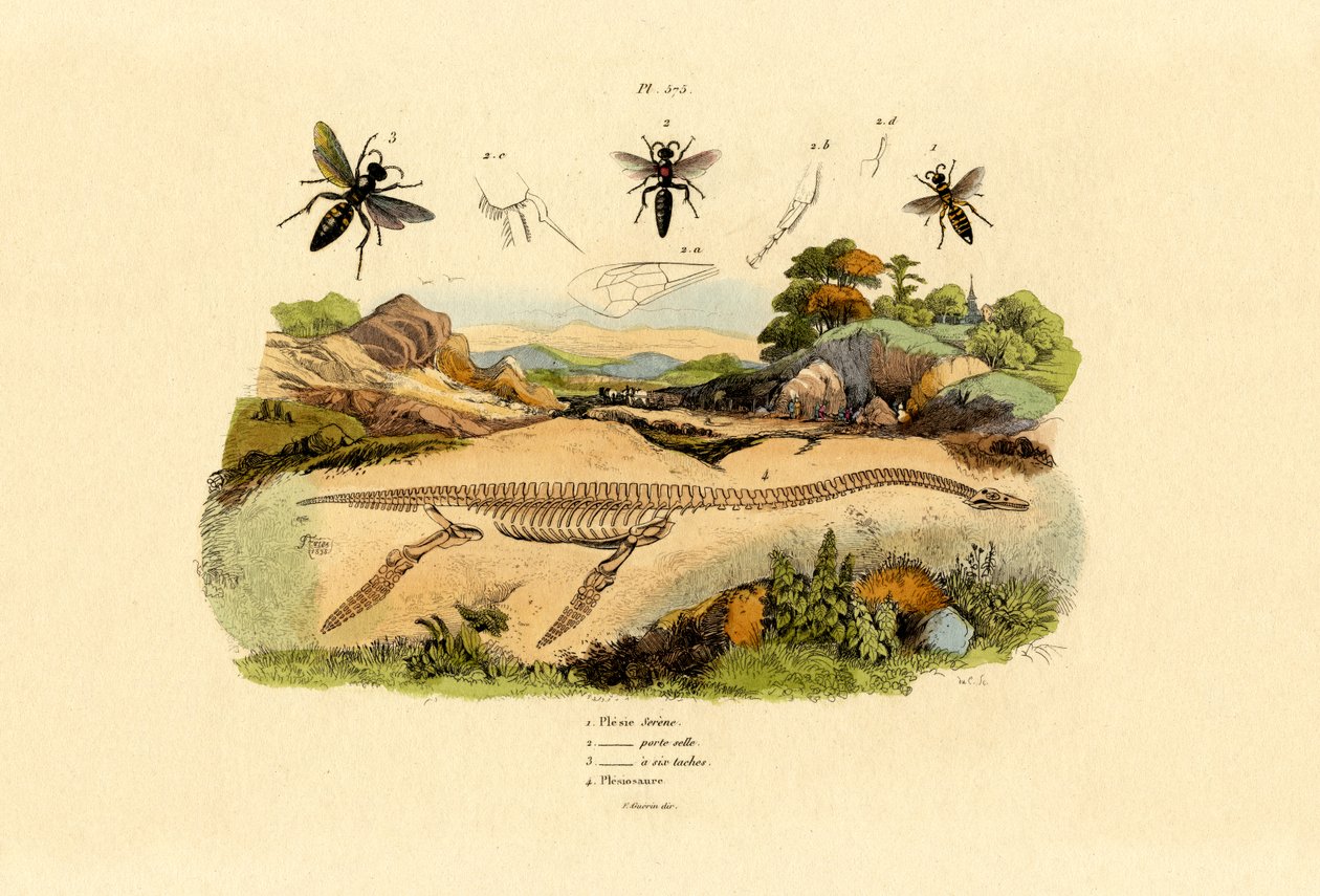 Hornet, 1833-39 tekijältä French School