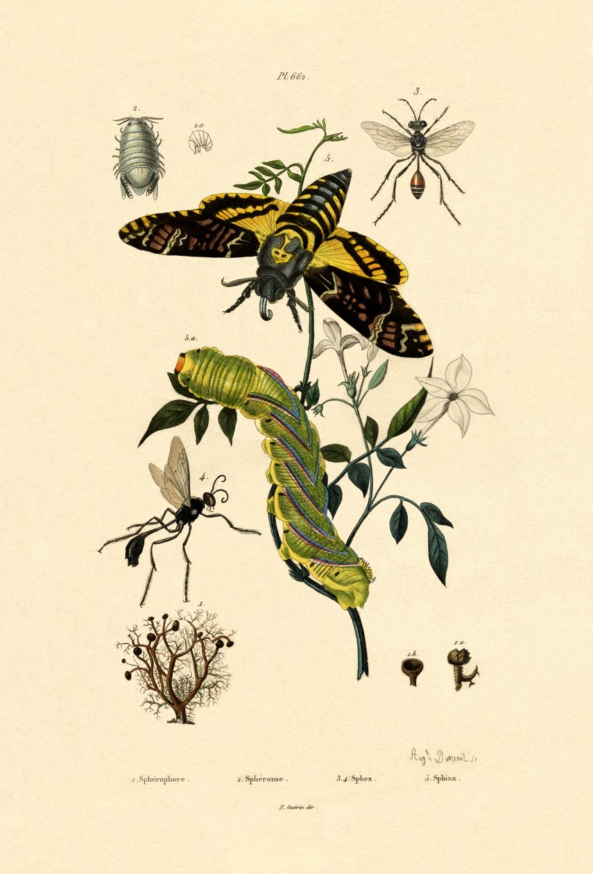Hoverfly, 1833-39 tekijältä French School